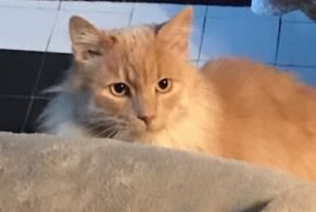 Alerta desaparecimento Gato  Macho , 10 anos Savigny-le-Temple France