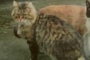Alerta desaparecimento Gato Macho , 12 anos Coubert France Alerta desaparecimento Gato Macho , 12 anos Coubert France