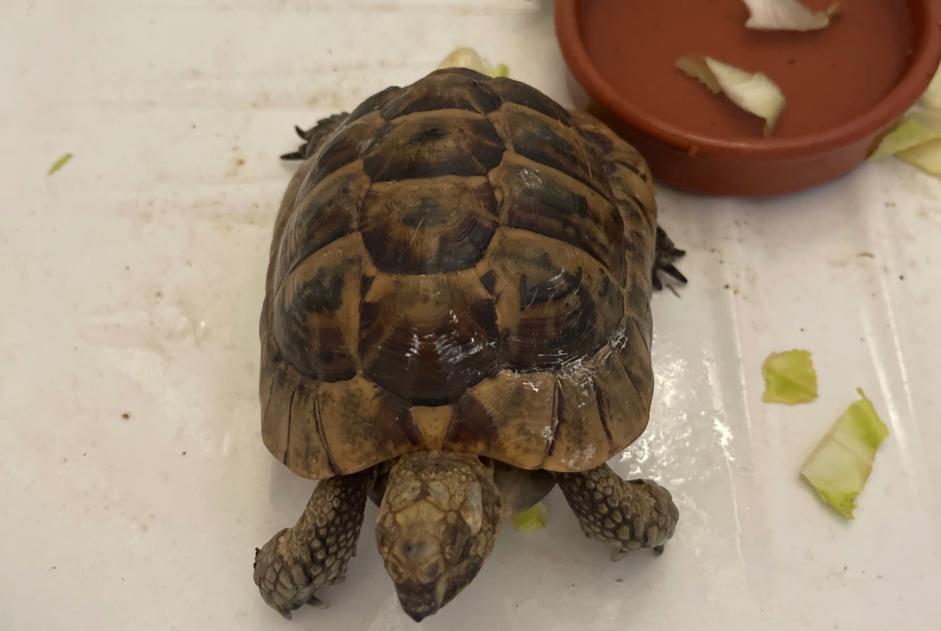 Alerta descoberta Tartaruga Desconhecido Bransles France